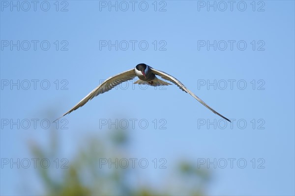 Whiskered tern