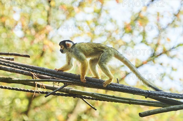 Common squirrel monkey