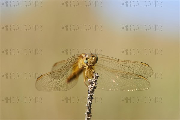 Red-veined darter