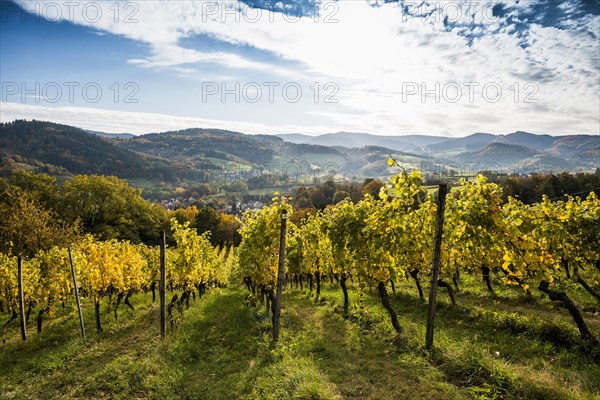 Vineyard in autumn