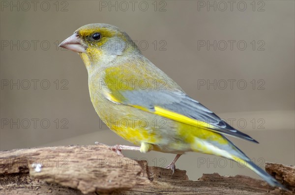 Greenfinch