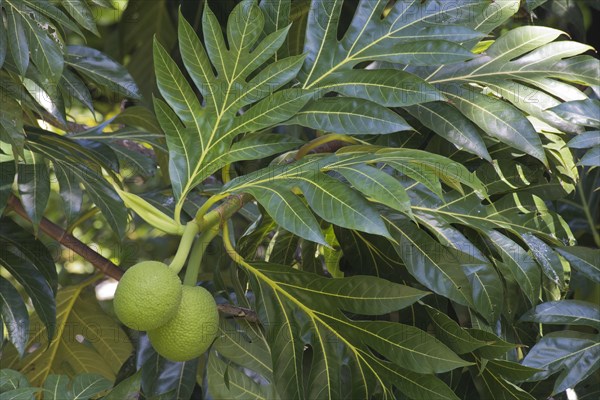 Breadfruit tree