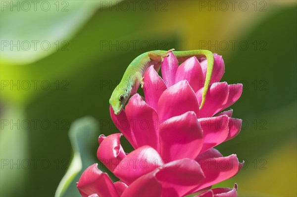 Small day gecko