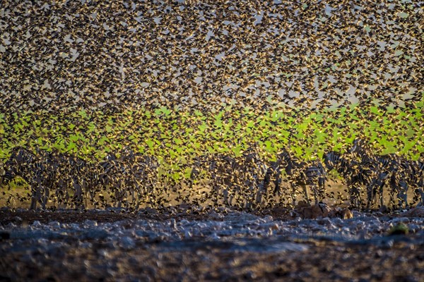 A mega flock of red-billed quelea