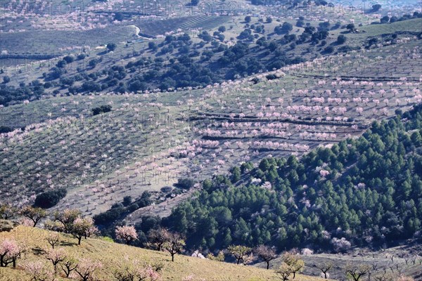 Several almond trees in blossom on mountain slope