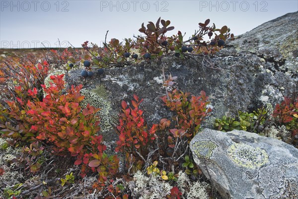 Bog bilberry