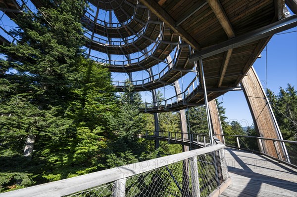 Treetop path