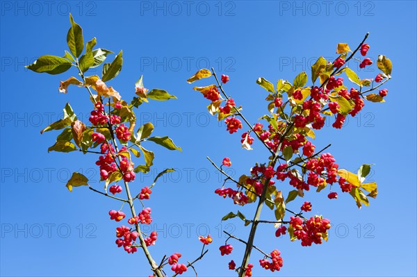 Common spindle tree