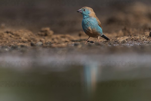 Blue waxbill