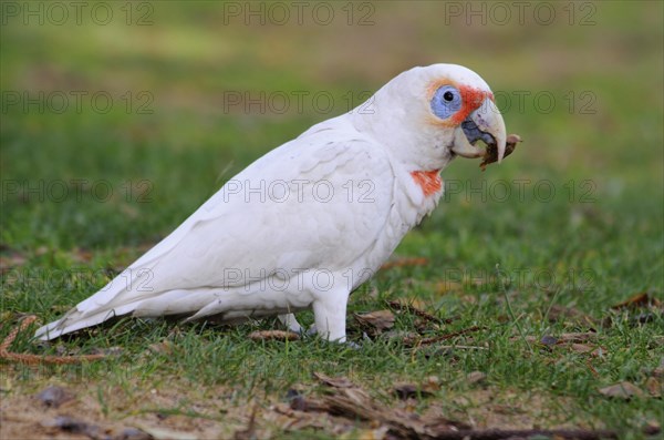 Long-billed corella