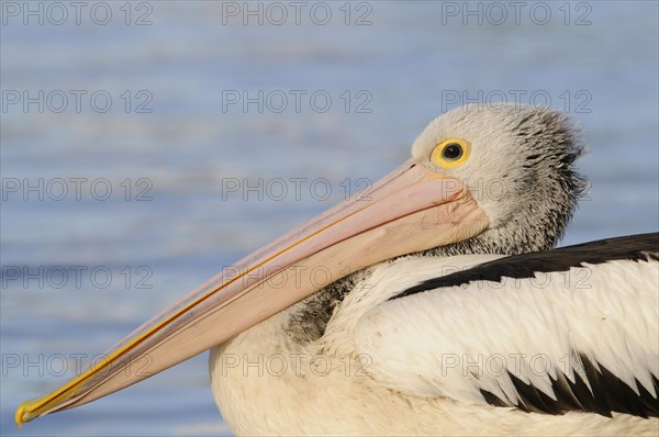 Australian pelican