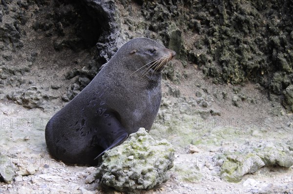 New zealand fur seal