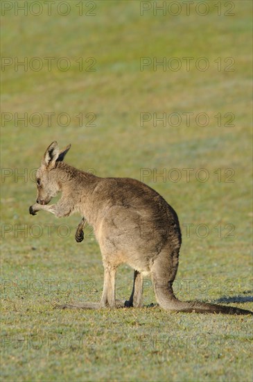 Eastern grey kangaroo