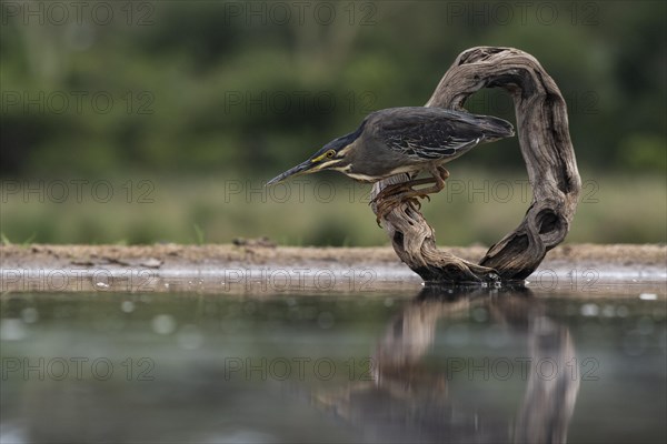 Striated heron