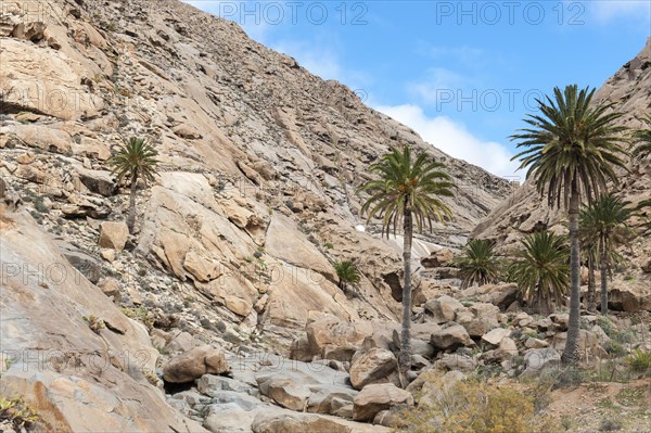 Palm trees in the valley Barranco de las Penitas