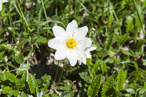 White flower