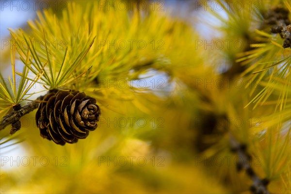 Autumnal yellow larch