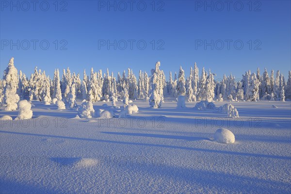 Snow covered winter landscape