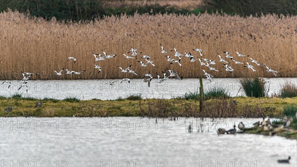 Pied Avocets and Eurasian Wigeons in a flight over Marshland