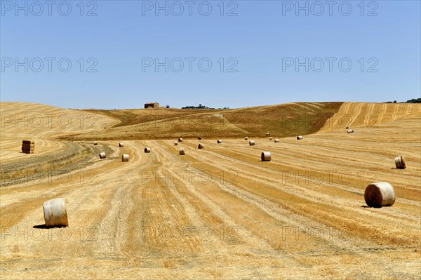 Harvested wheat field