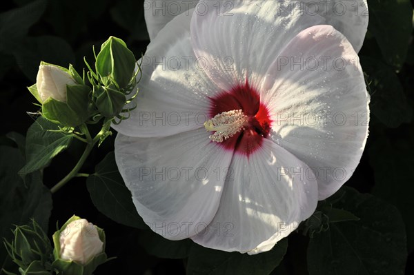 Flowering Hibiscus