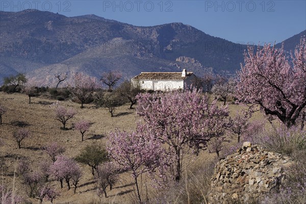 White country house surrounded by flowering almond trees
