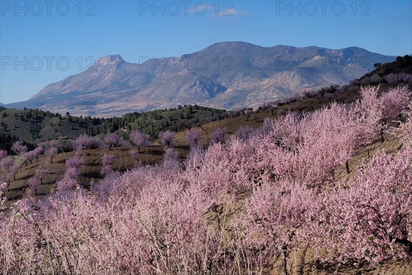 Landscape with almond plantation in blossom