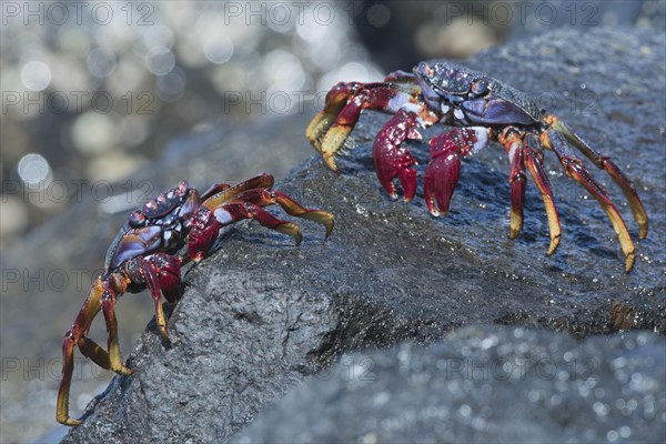 Red rock crab