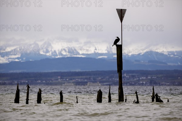 Old wooden groynes at low water and storm on Lake Constance