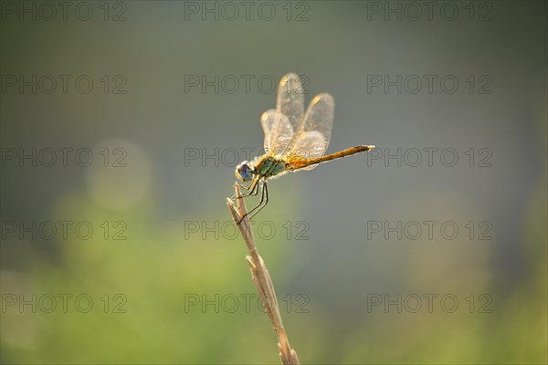 Red-veined darter