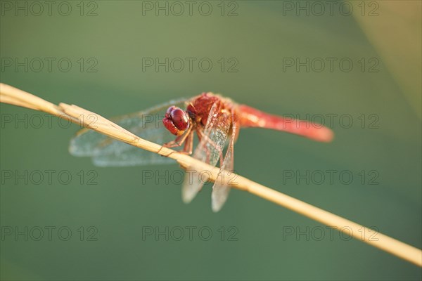 Red-veined darter