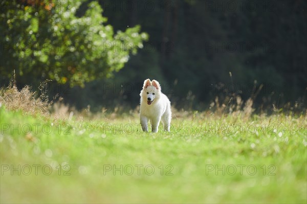 White Swiss Shepherd Dog