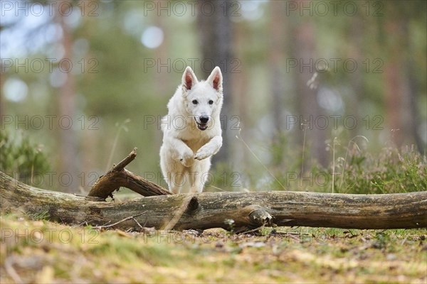 White Swiss Shepherd Dog