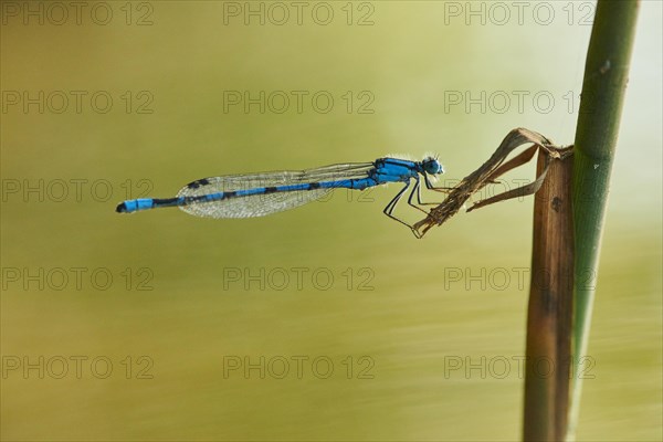 Azure damselfly