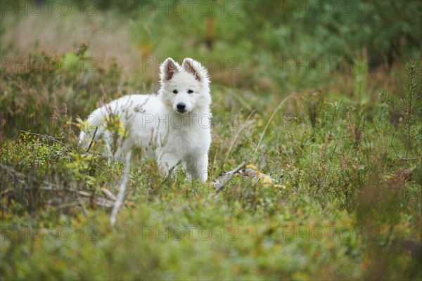 White Swiss Shepherd Dog