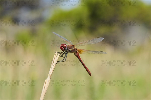 Red-veined darter