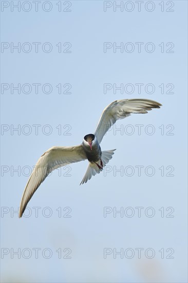 Whiskered tern