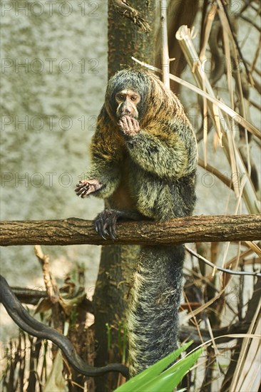 White-faced saki