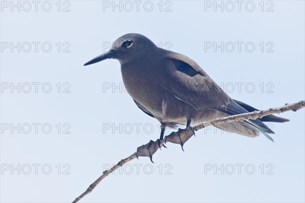 Brown noddy