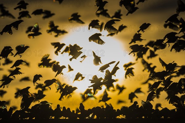 A mega flock of red-billed quelea