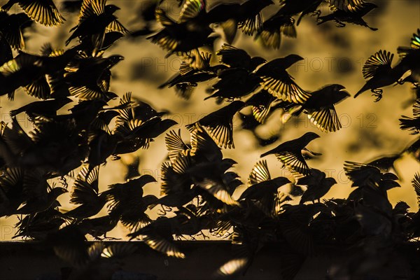 A mega flock of red-billed quelea