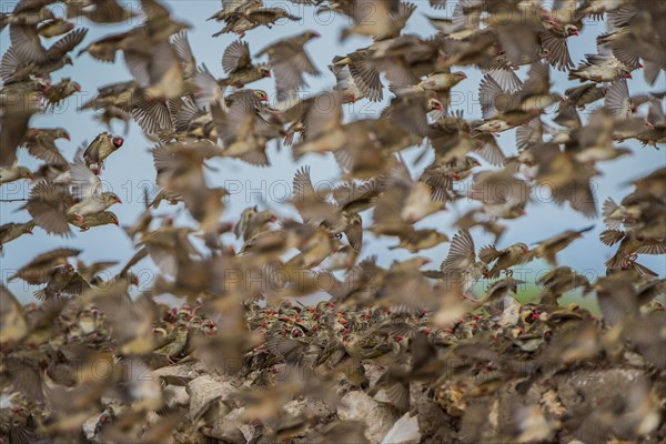 A mega flock of red-billed quelea