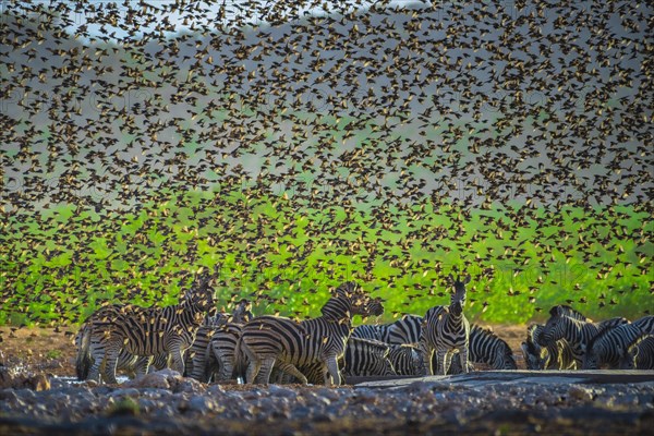 A mega flock of red-billed quelea