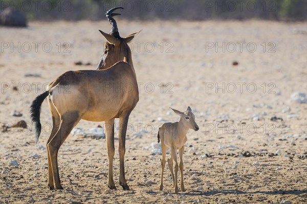 Red hartebeest