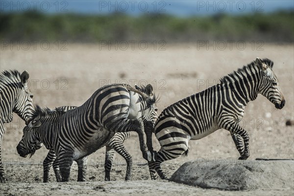 Hartmann's mountain zebra