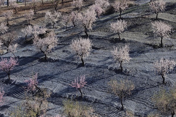 Several almond trees in blossom on mountain slope