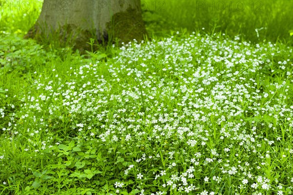 Greater stitchwort