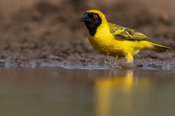 Southern masked weaver