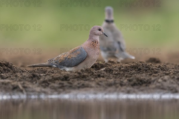 Laughing dove