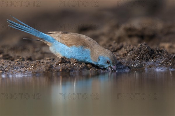 Blue waxbill